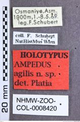 Etikette zu Ampedus (Ampedus) agilis (Platia, 2001) (NHMW-ZOO-COL-0008420)
